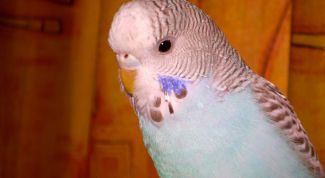 Картинка по теме - как искупать попугая