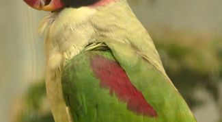 Картинка по теме - как приручить ожерелового попугая