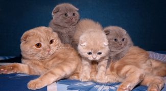 Картинка по теме - как кормить шотландского вислоухого котенка