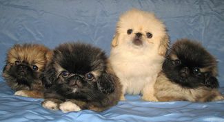 Картинка по теме - как кормить щенка пекинеса