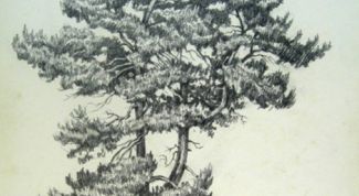 Картинка по теме - как рисовать сосну