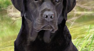 Картинка по теме - как отличить лабрадора
