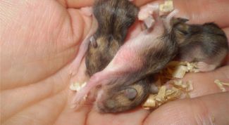 Картинка по теме - как приручить джунгарика