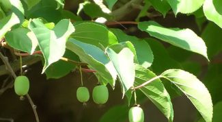 Картинка по теме - как вырастить актинидию