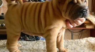 Картинка по теме - как купать шарпея