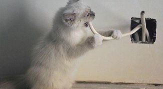 Картинка по теме - как отучить кошку грызть провода