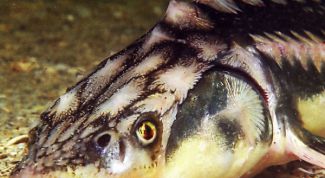 Картинка по теме - как удалить визигу из осетра