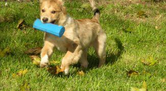 Картинка по теме - как играть со щенком