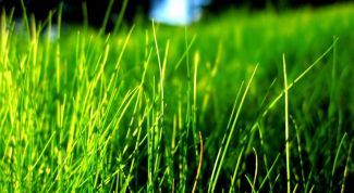 Картинка по теме - как выбрать мотокосу