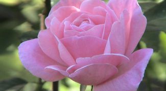 Картинка по теме - как обрезать розы в зиму