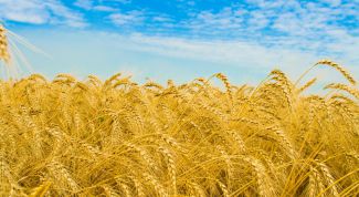 Картинка по теме - как вырастить рожь