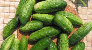 Картинка по теме - как вырастить хороший урожай огурцов