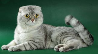 Картинка по теме - как кормить скоттиш-фолда