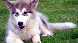 Картинка по теме - как сделать собаку чемпионом