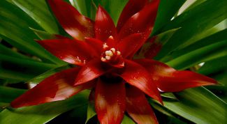 Картинка по теме - как пересадить гузманию