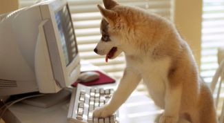 Картинка по теме - как приучить собаку оставаться одной дома