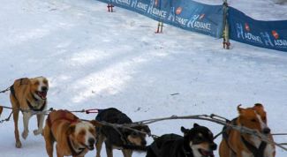 Картинка по теме - как сделать собачью упряжку