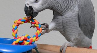 Картинка по теме - как научить жако говорить