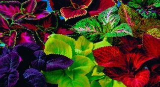 Картинка по теме - как вырастить колеус