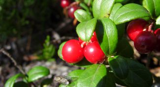 Картинка по теме - как приготовить соус брусничный