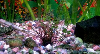 Картинка по теме - как избавиться от мутной воды в аквариуме