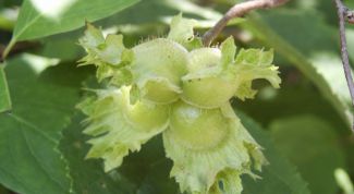 Картинка по теме - как выращивать лещину