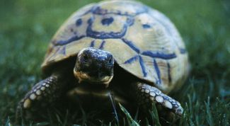 Картинка по теме - как содержать сухопутную черепаху