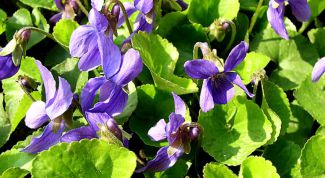 Картинка по теме - как вырастить маттиолу