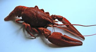 Картинка по теме - как отличить самку и самца рака