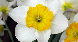 Картинка по теме - как выращивать цветы для продажи