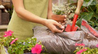 Картинка по теме - как удобрять комнатные растения