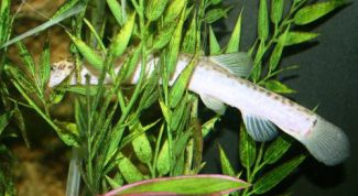 Картинка по теме - как ловить вьюна