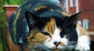 Картинка по теме - как лечить уши у кота