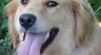 Картинка по теме - как кормить беременных собак