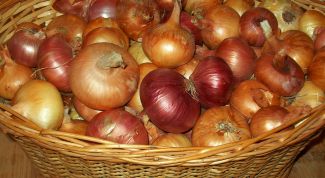 Картинка по теме - как выращивать лук эксибишен