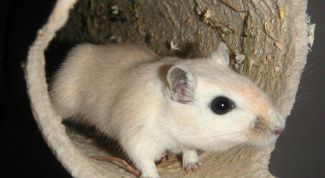 Картинка по теме - как приручить песчанку