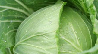 Картинка по теме - как отделить листья капусты