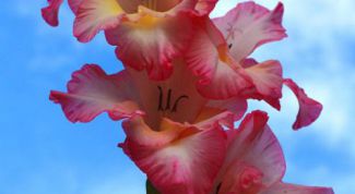 Картинка по теме - как сохранить гладиолусы