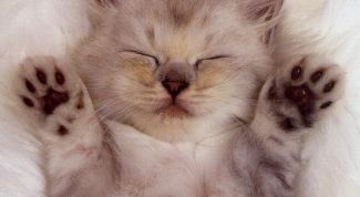 Картинка по теме - как кормить 2 месячного котенка