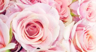 Картинка по теме - как сохранить букет роз свежим