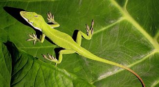 Картинка по теме - как кормить ящериц