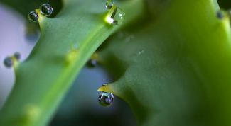 Картинка по теме - как укоренить алоэ