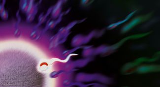 Картинка по теме - как отследить овуляцию