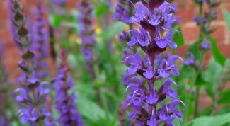 Картинка по теме - как настаивать шалфей