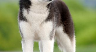 Картинка по теме - как дрессировать хаски