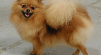 Картинка по теме - как выбрать щенка шпица