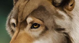 Картинка по теме - как рисовать морду волка