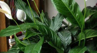 Картинка по теме - как пересадить спатифилум