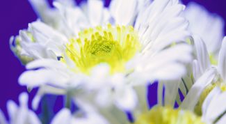 Картинка по теме - как сохранить букет хризантем