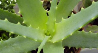 Картинка по теме - как употреблять алоэ